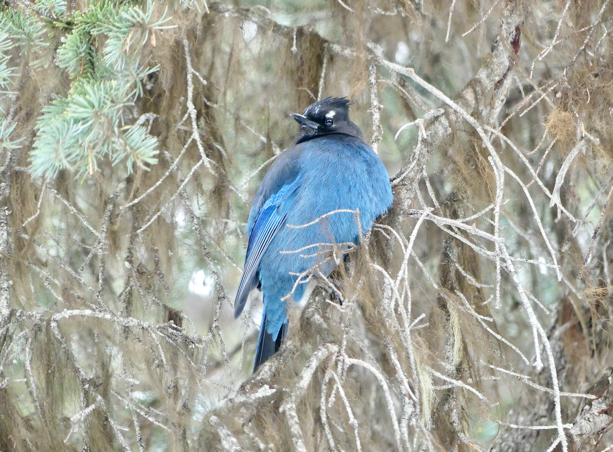 Steller's Jay - ML537303841