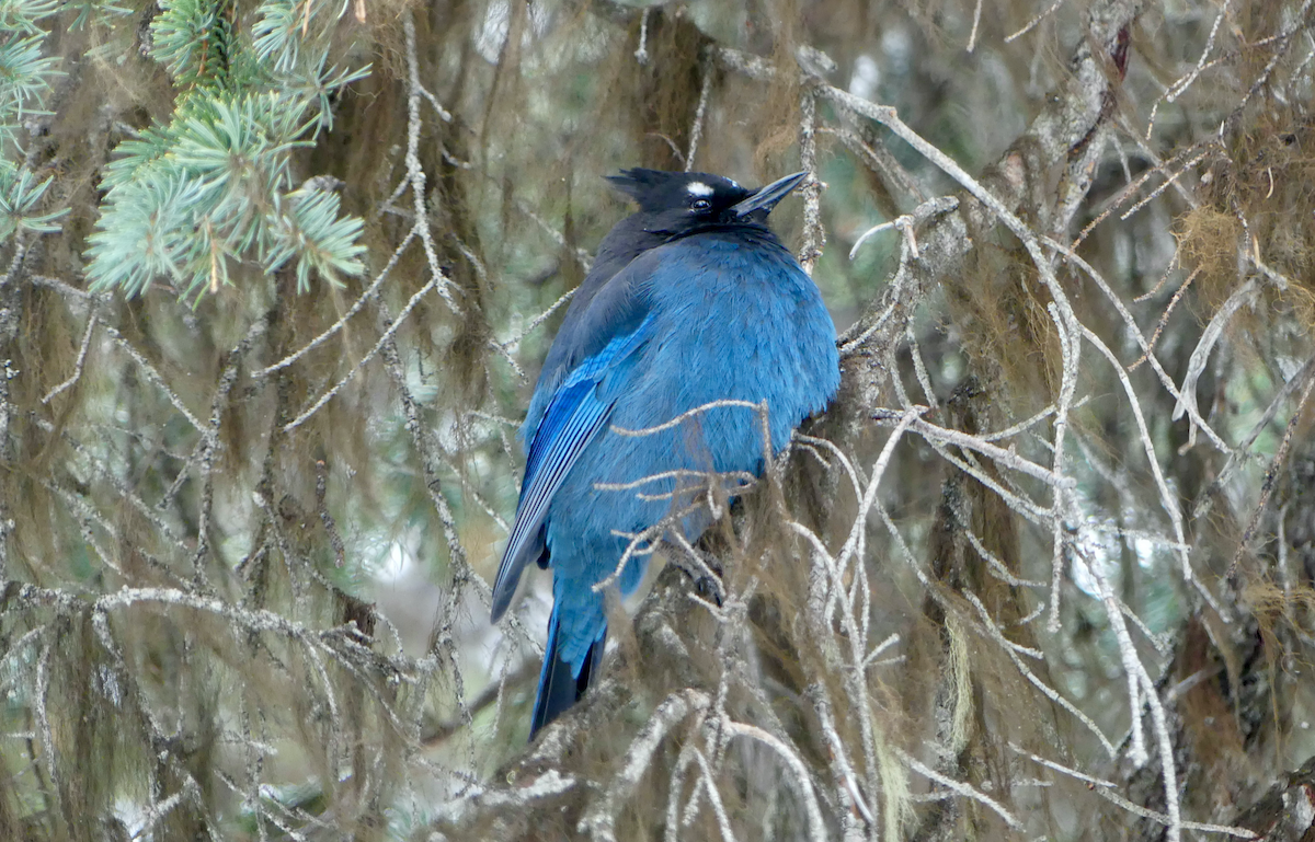 Steller's Jay - ML537303981