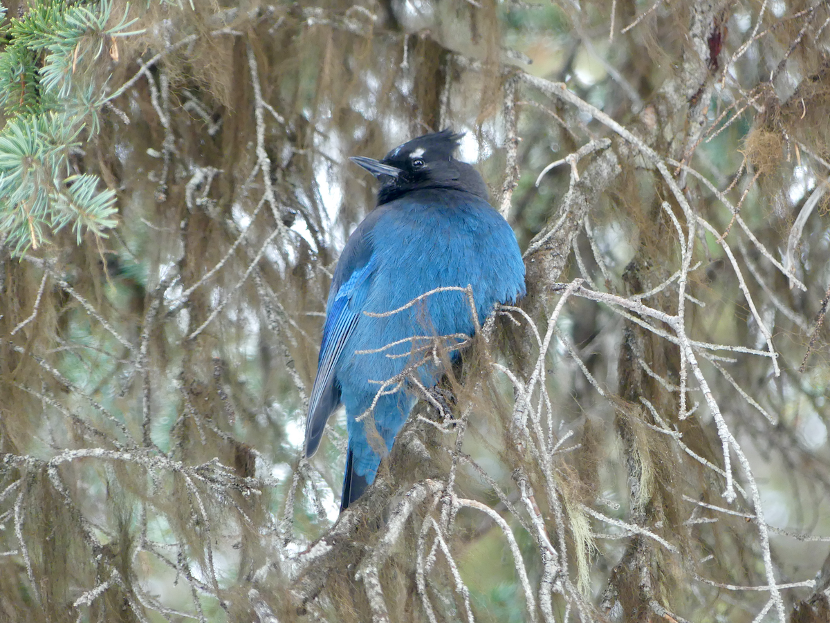 Steller's Jay - ML537304011