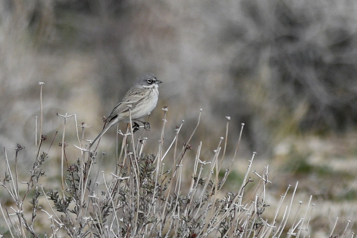 Sagebrush/Bell's Sparrow (Sage Sparrow) - ML537304121