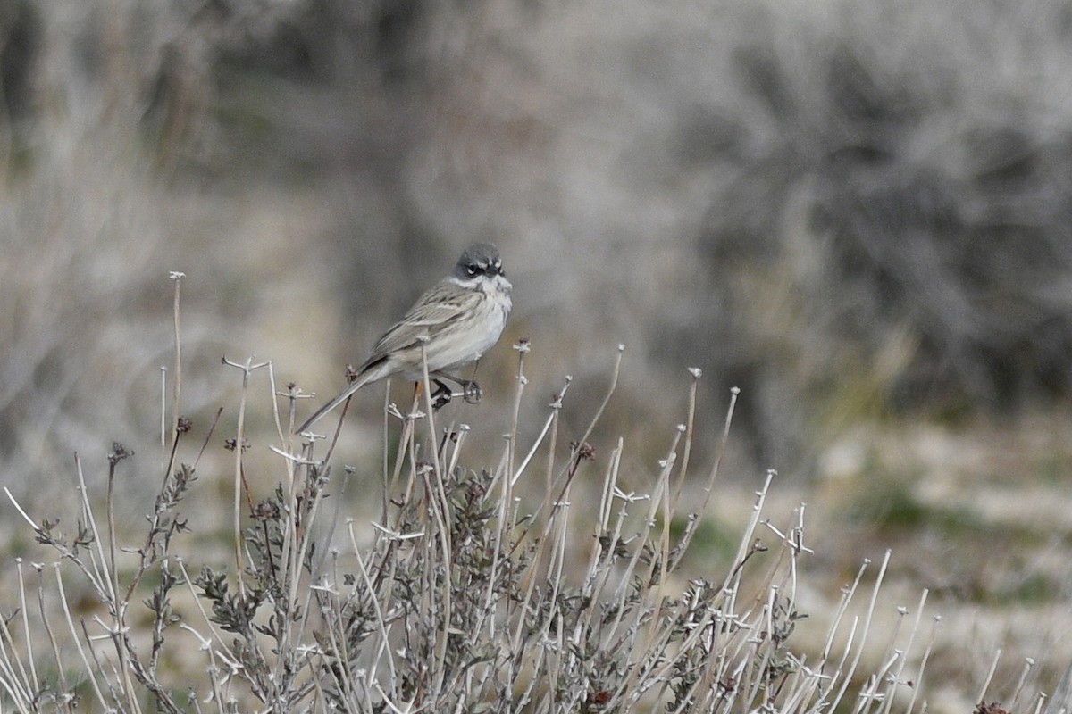 Sagebrush/Bell's Sparrow (Sage Sparrow) - Daniel Irons