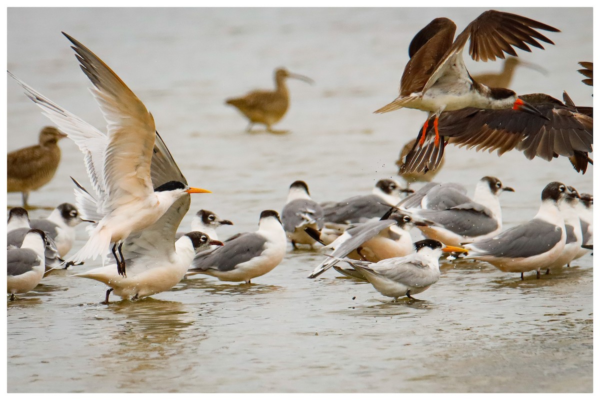 Franklin's Gull - ML537305381