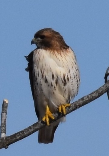 Red-tailed Hawk - ML537305491