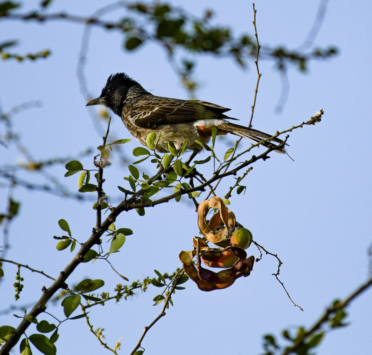 Bulbul à ventre rouge - ML537305651