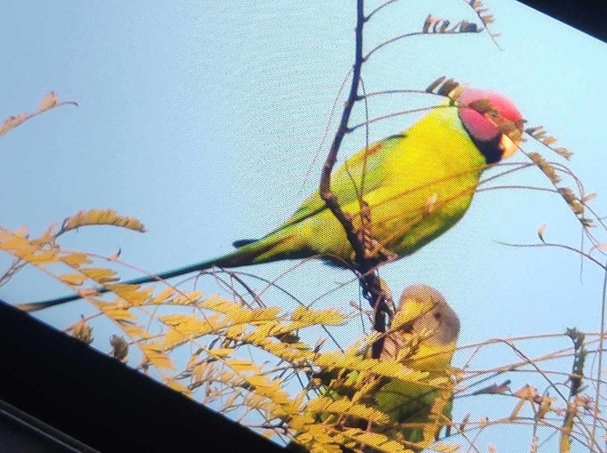 Plum-headed Parakeet - ML537305771