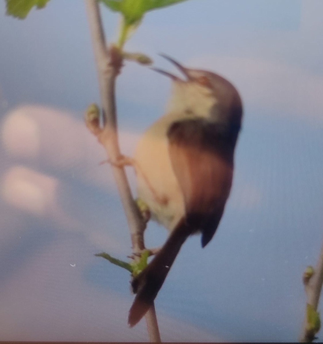 Ashy Prinia - Kushagra Rajendra