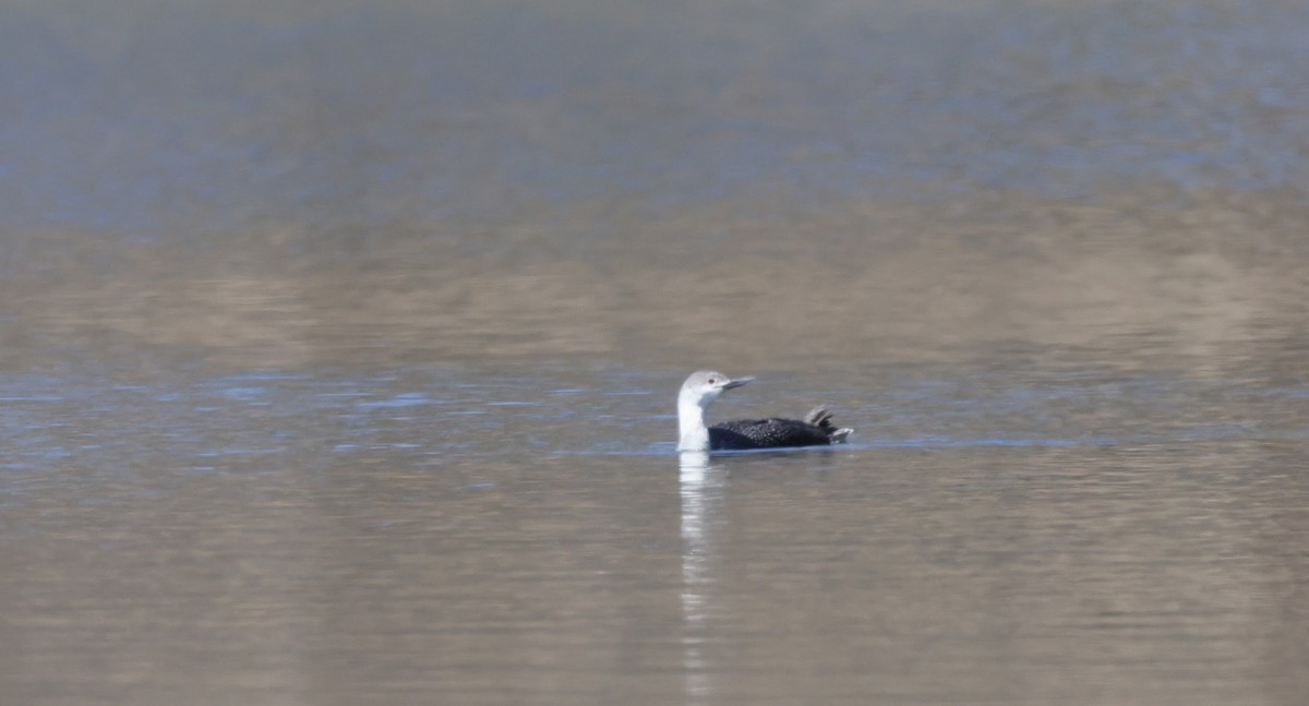 Red-throated Loon - ML537307291