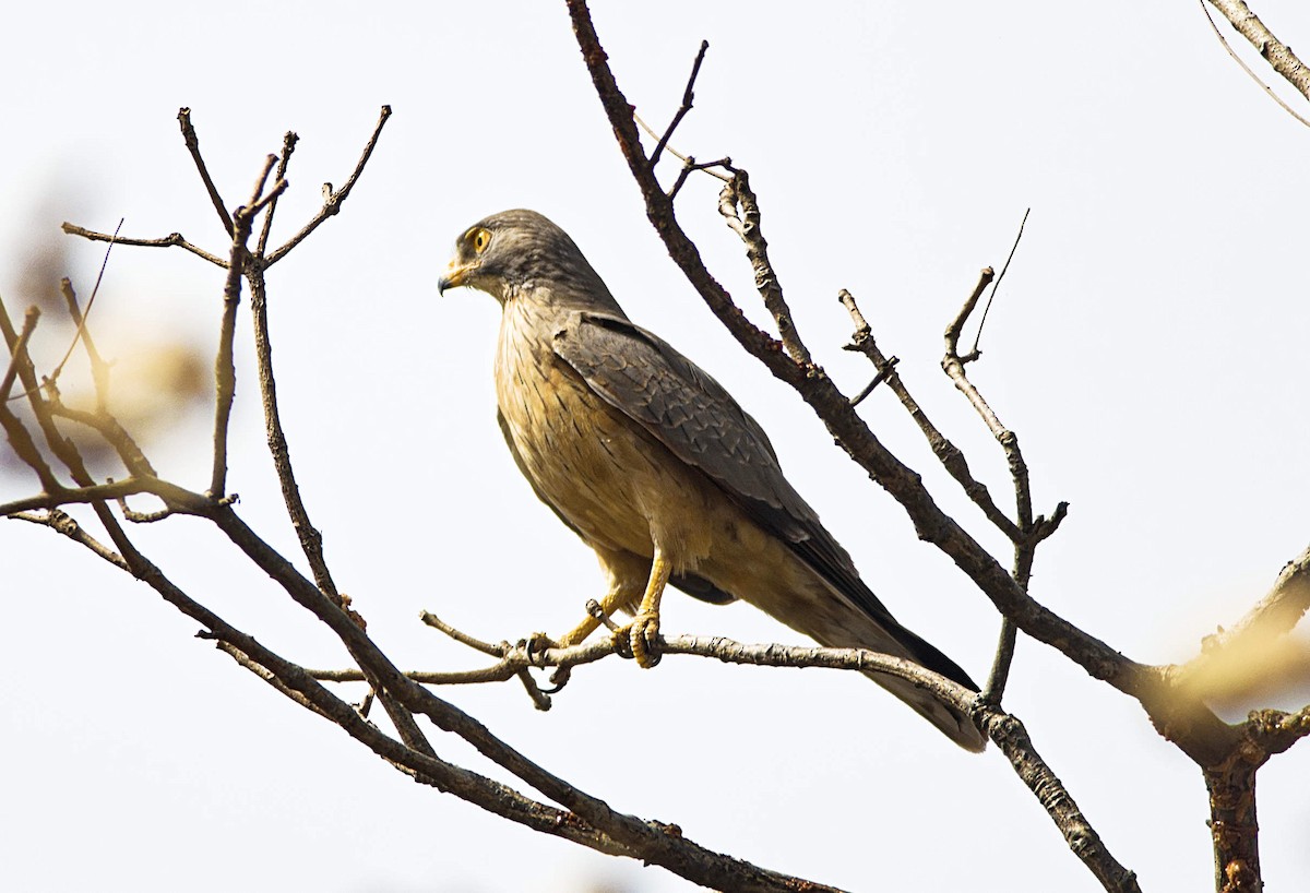 Grasshopper Buzzard - ML537307331