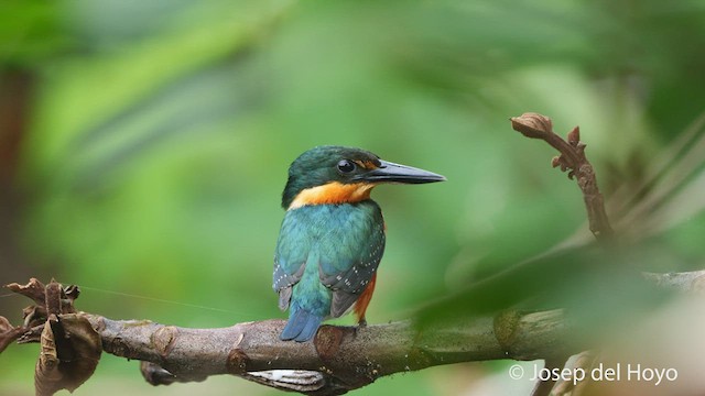 American Pygmy Kingfisher - ML537307501