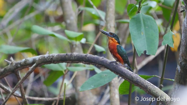 American Pygmy Kingfisher - ML537307521