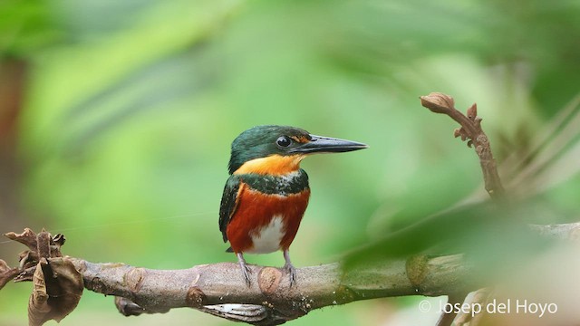 American Pygmy Kingfisher - ML537307551