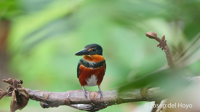 American Pygmy Kingfisher - ML537307571