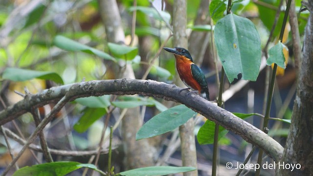 American Pygmy Kingfisher - ML537307581