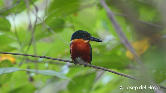 American Pygmy Kingfisher - ML537307591