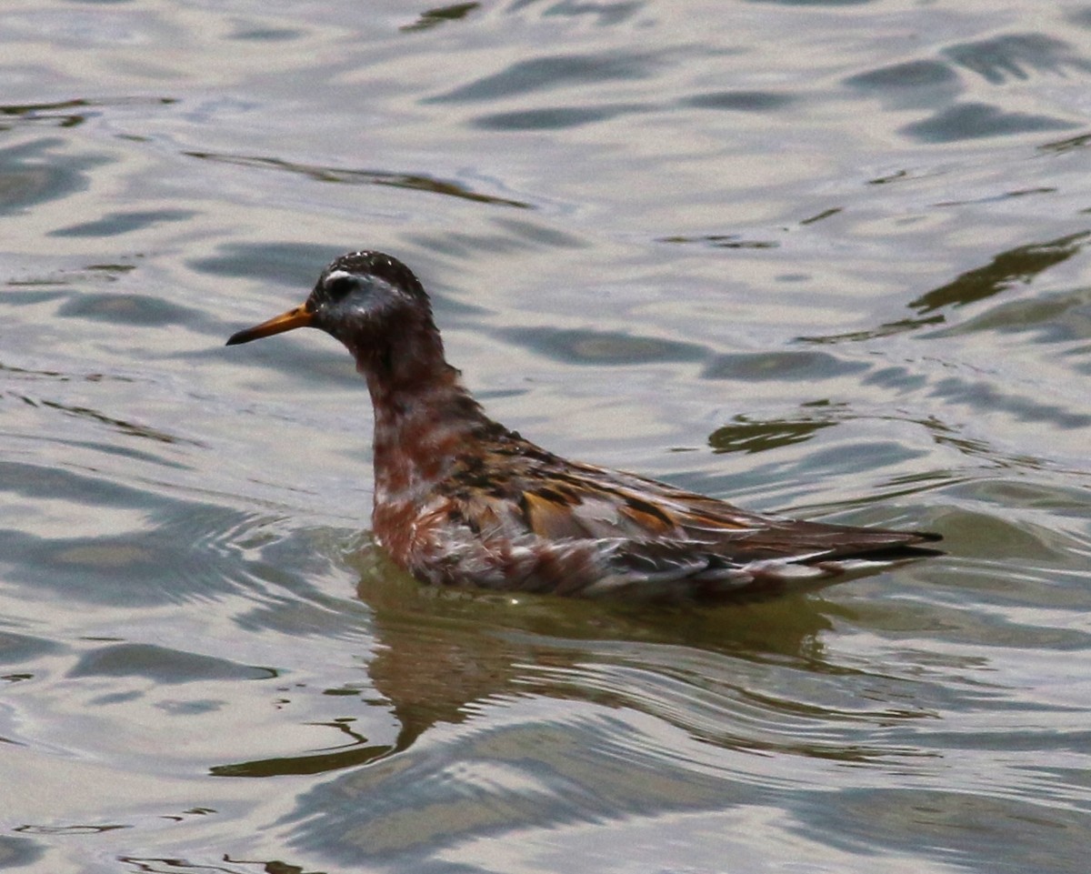 Red Phalarope - ML53730761