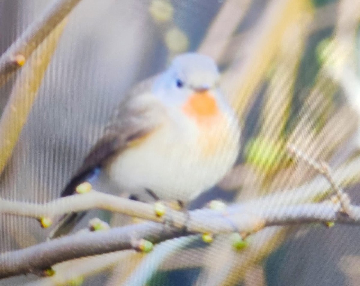 Red-breasted Flycatcher - ML537307791