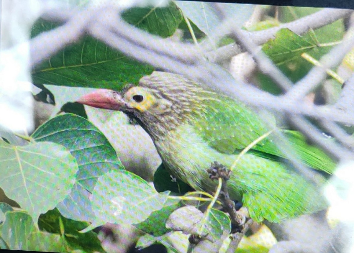 Braunkopf-Bartvogel - ML537307941