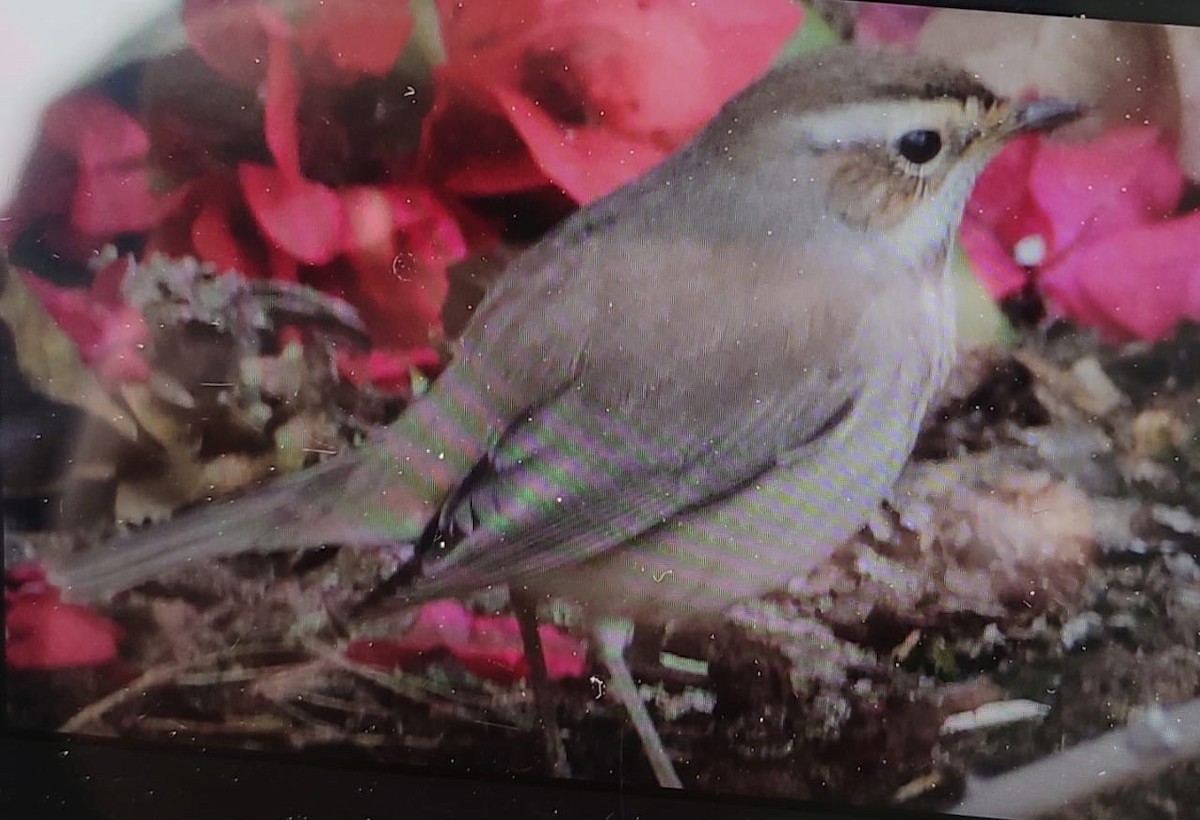 Common Chiffchaff - ML537308201