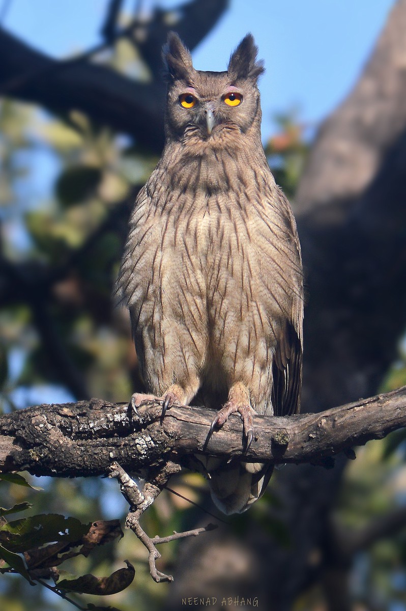 Dusky Eagle-Owl - Neenad Abhang