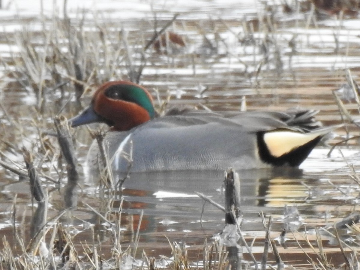 Green-winged Teal (American) - ML537308431