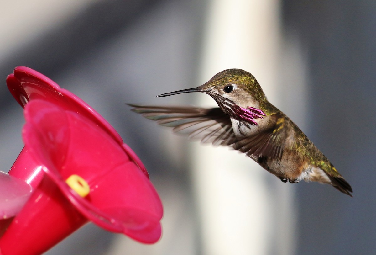 Calliope Hummingbird - ML53730961