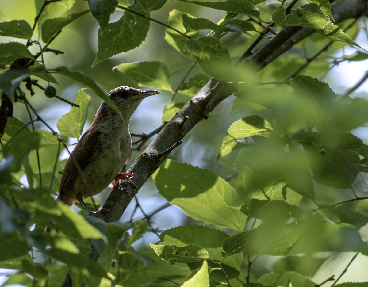 Carolina Wren - ML537309621