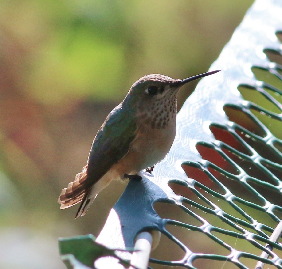 Calliope Hummingbird - ML53730981