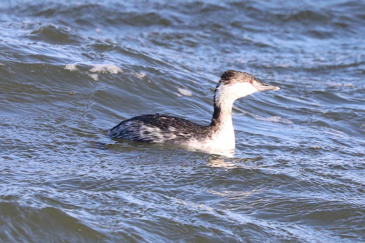 Horned Grebe - ML537310041