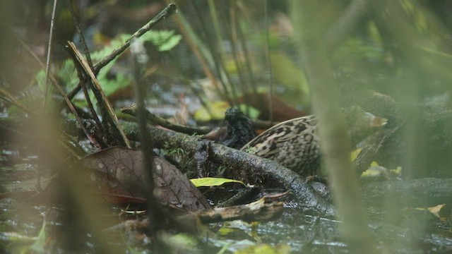 Wood Snipe - ML537310111