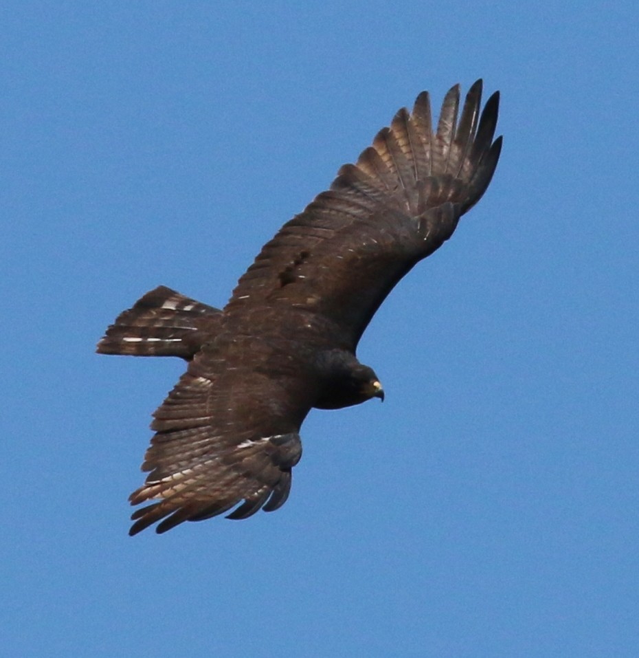 Zone-tailed Hawk - ML53731221