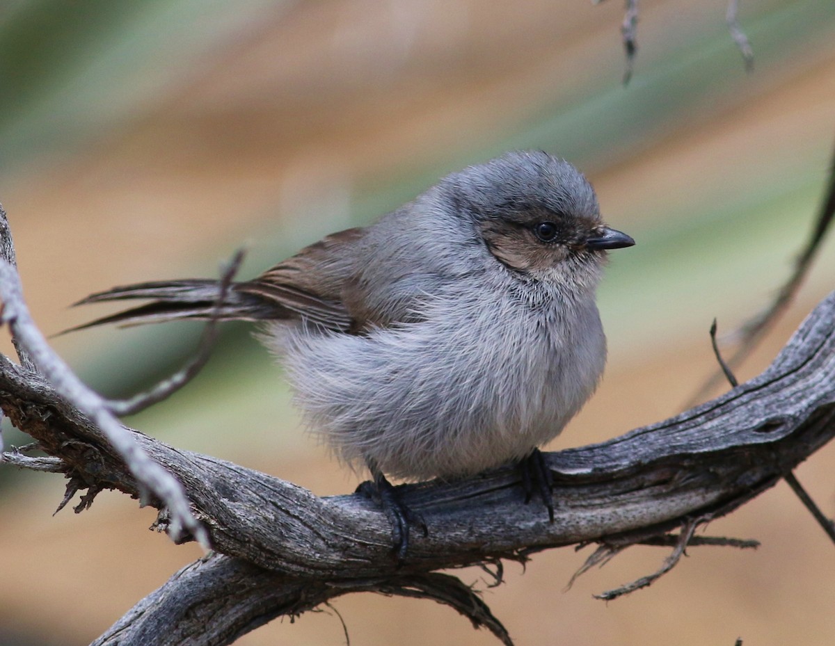 Bushtit (Interior) - ML53731311