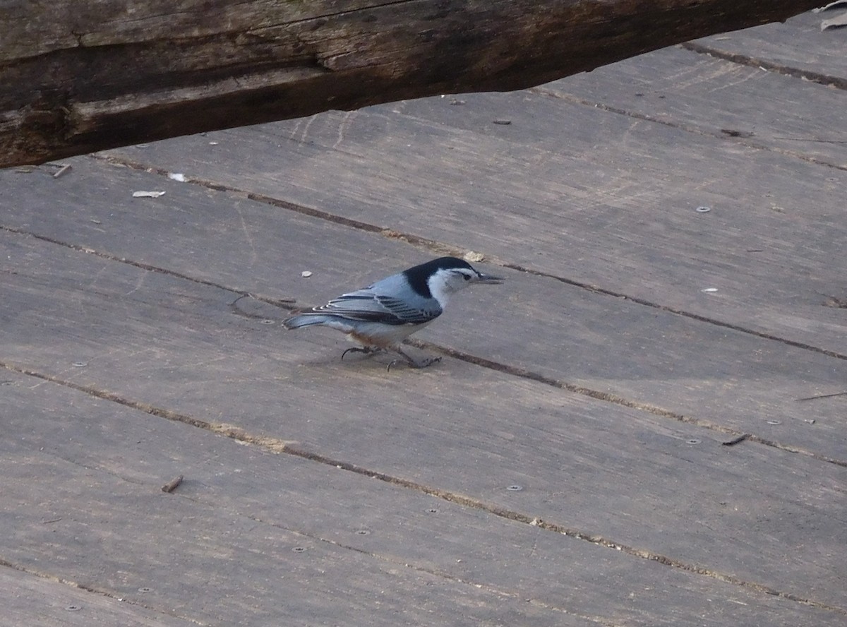 White-breasted Nuthatch - ML537314041