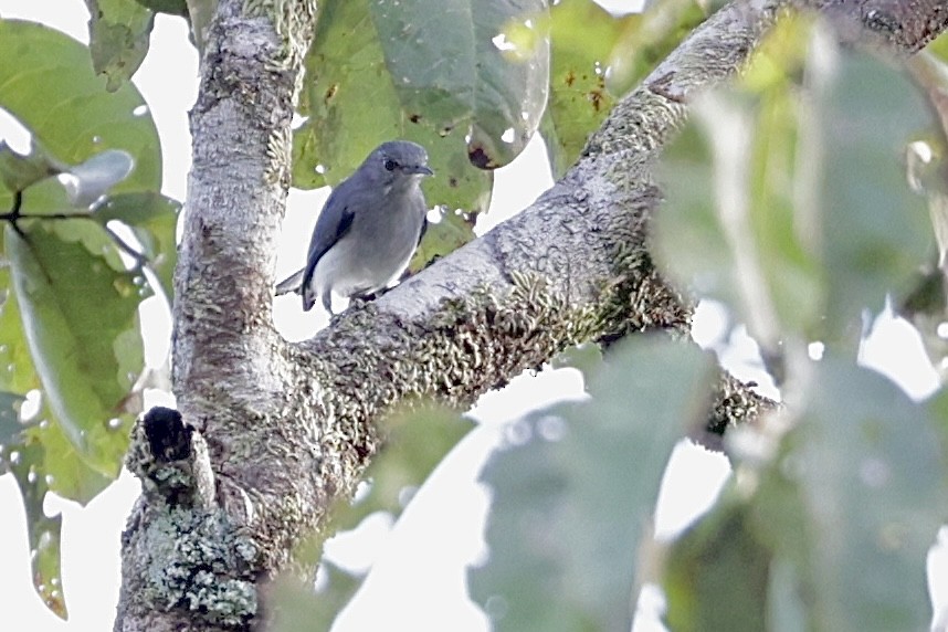 Rio Negro Gnatcatcher - Raphaël JORDAN