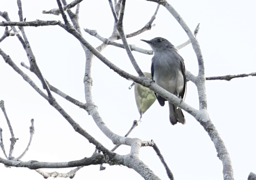 Rio Negro Gnatcatcher - Raphaël JORDAN