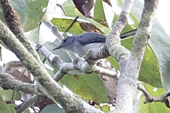 Rio Negro Gnatcatcher - Raphaël JORDAN