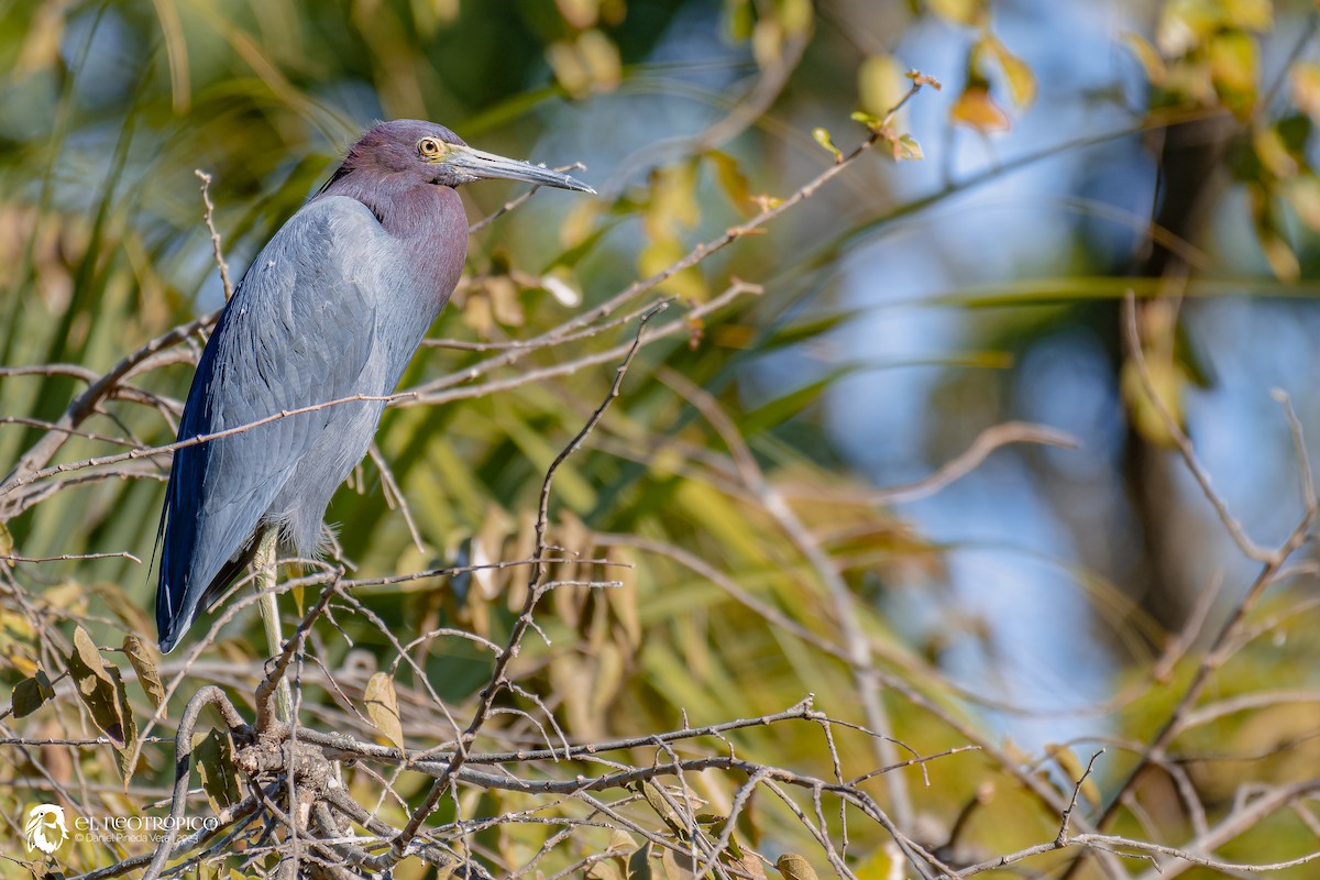 Little Blue Heron - ML537316061