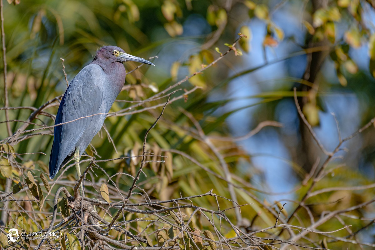 Little Blue Heron - ML537316071