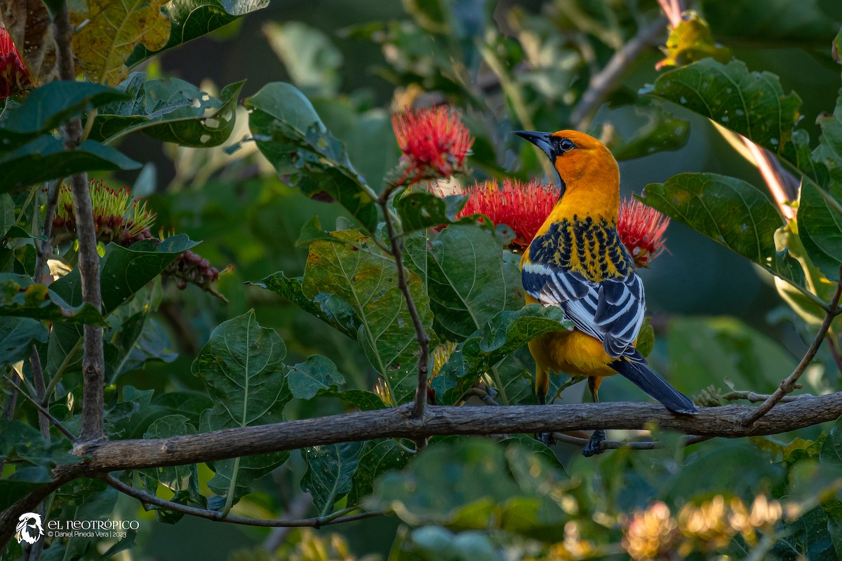 Streak-backed Oriole - Daniel Pineda Vera