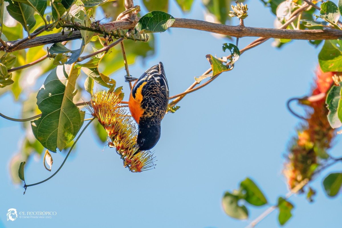 Baltimore Oriole - Daniel Pineda Vera