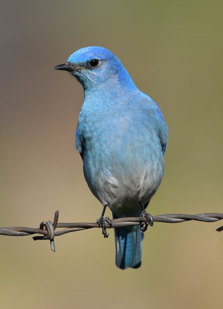 Mountain Bluebird - Jacob Abel