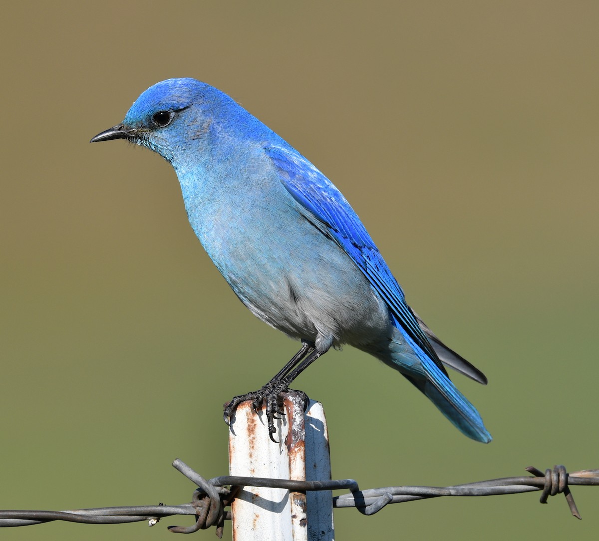 Mountain Bluebird - Jacob Abel