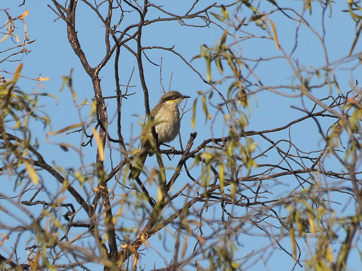 Singing Honeyeater - ML537319441