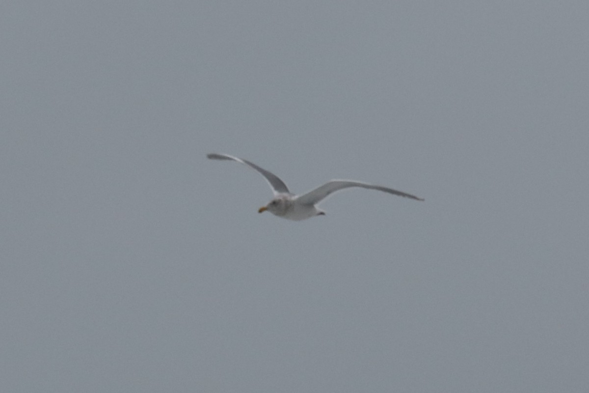 Iceland Gull - ML537319961