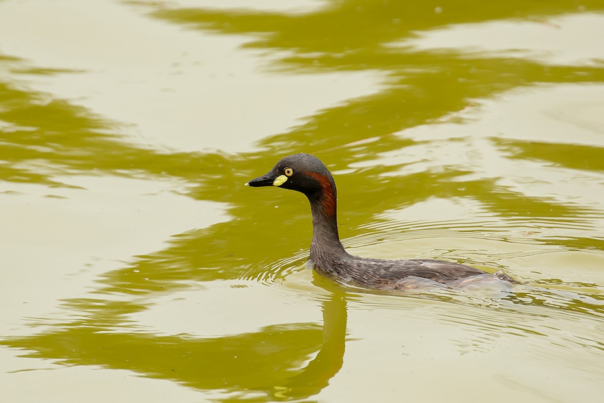 Australasian Grebe - John McGill