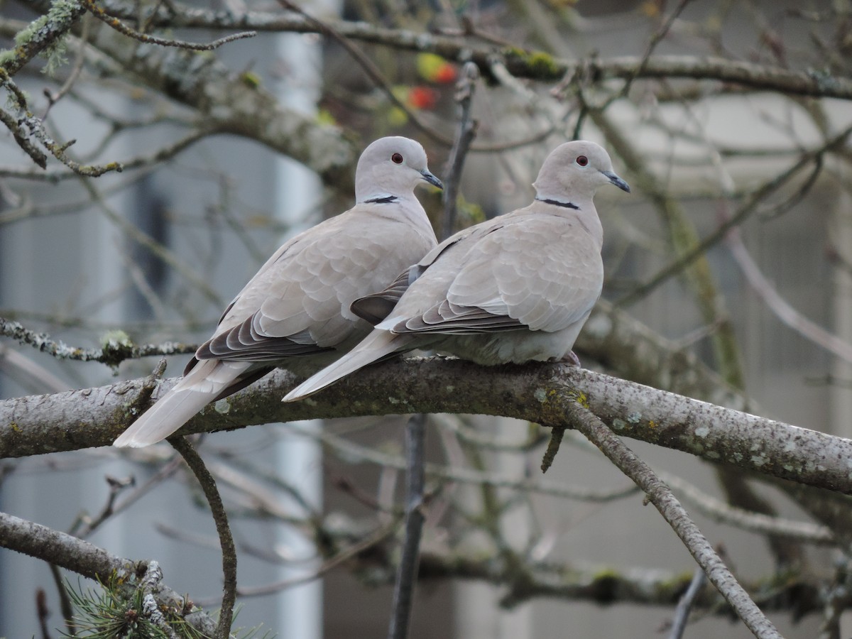 Eurasian Collared-Dove - Sylvia Maulding