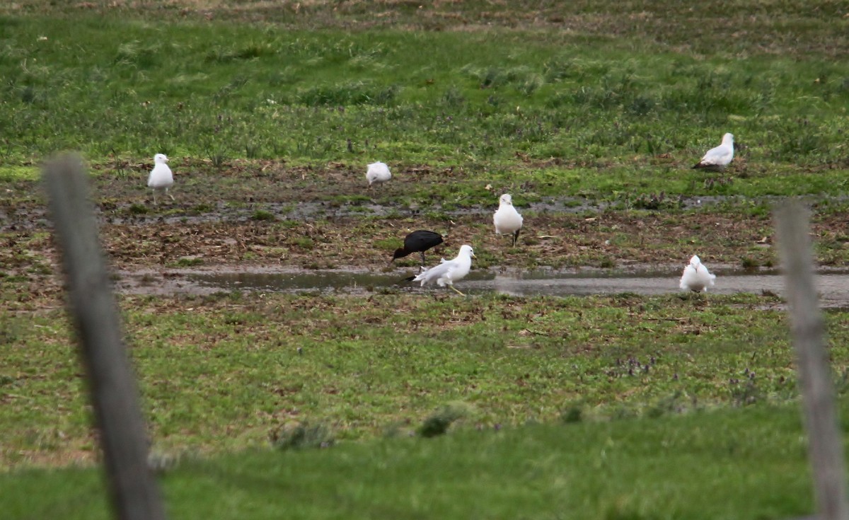 Glossy Ibis - ML53732491