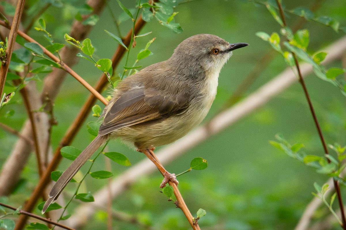 Prinia modeste - ML537325081