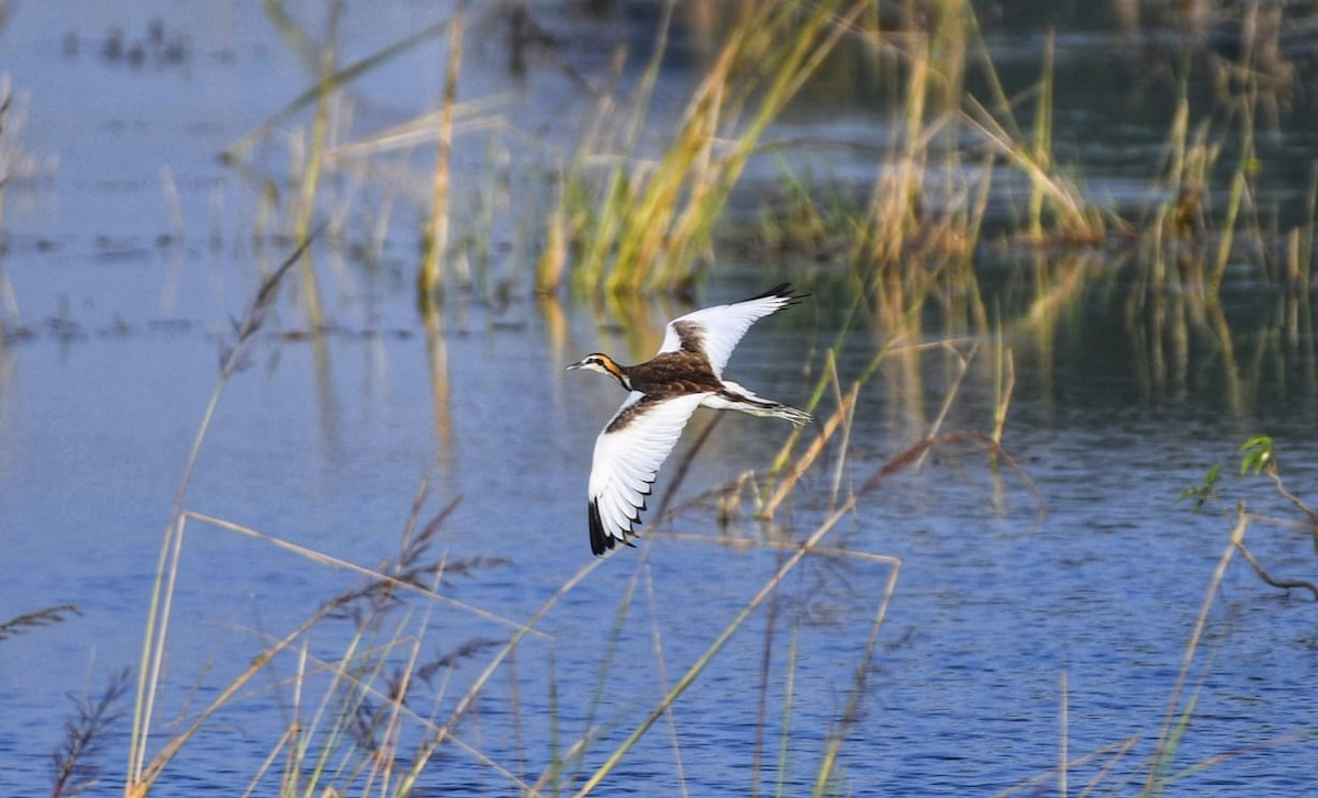 Pheasant-tailed Jacana - ML537325091