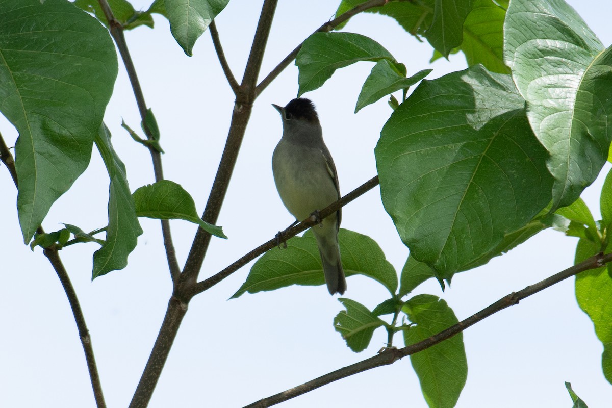 Eurasian Blackcap - ML537325311