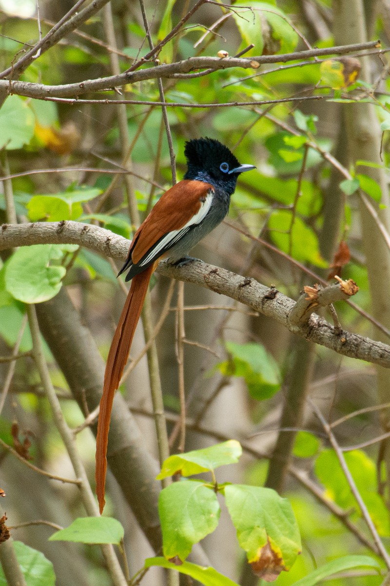 African Paradise-Flycatcher - Zachary Arnold